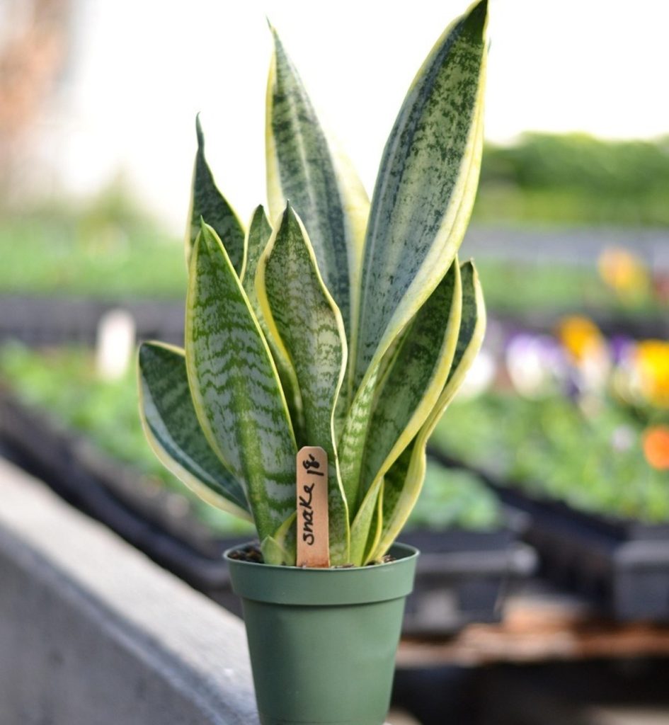 Snake Plant Brings Structure and Calm