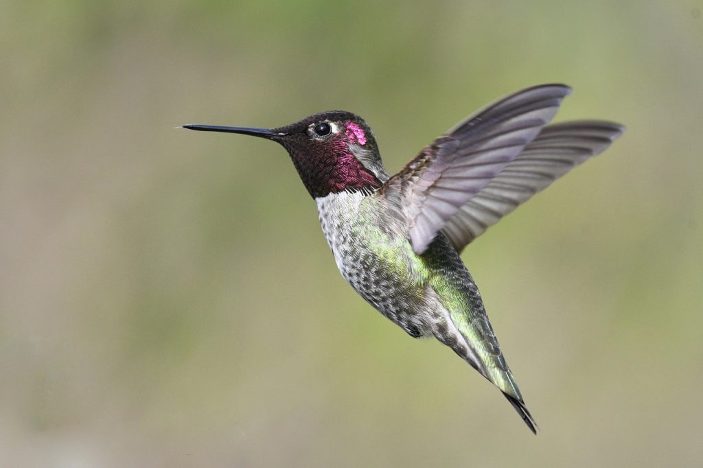Hummingbird