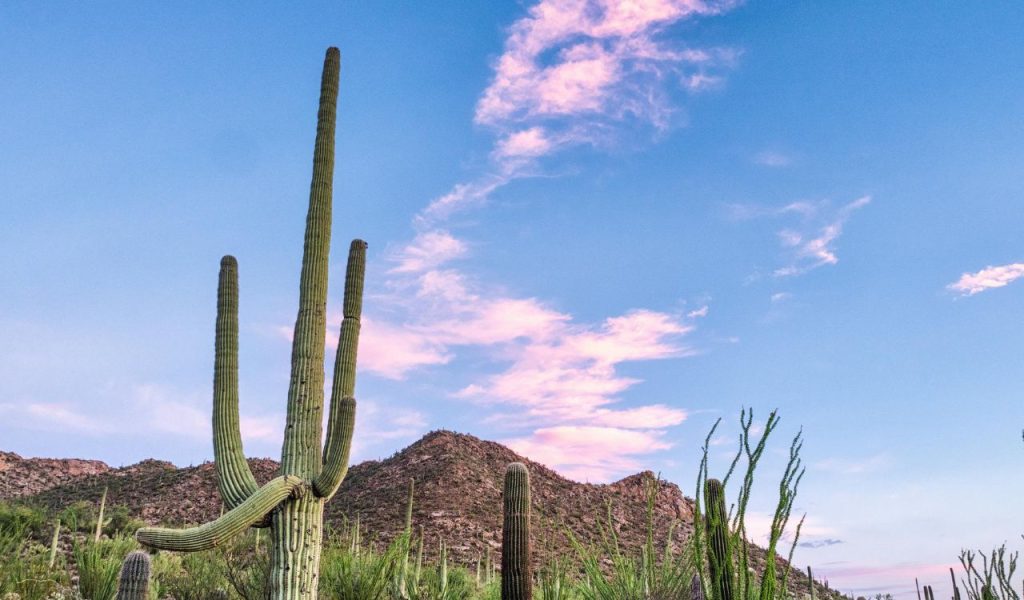Solrise – Saguaro National Park