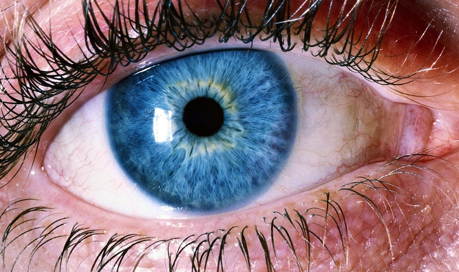 Macro shot of a human eye highlighting the detailed blue iris and eyelashes.