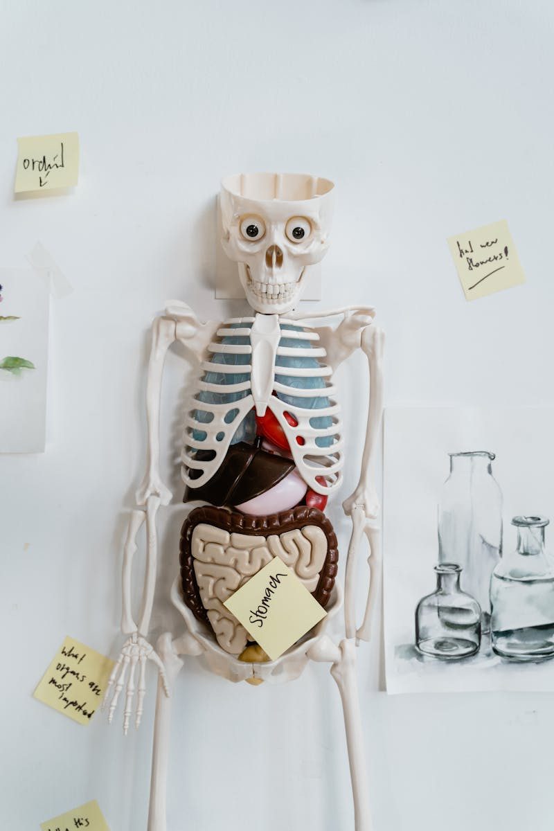 Anatomy skeleton model with organs labeled for educational purposes on a classroom wall.